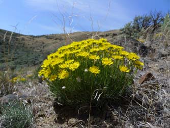 Desert yellow daisy, Erigeron linearis