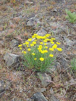 Desert yellow daisy