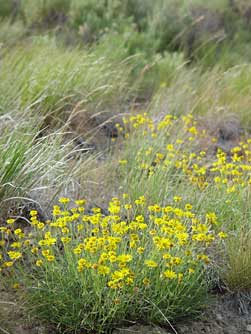 Picture of desert yellow daisy in August