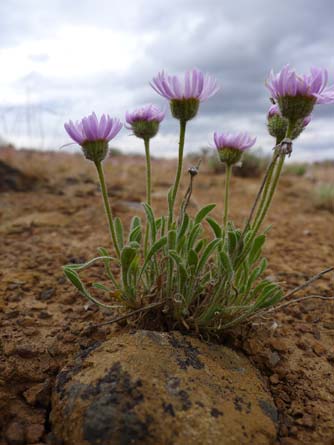 Purple cushion fleabane flowers near Umtanum Road