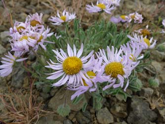 Pictures of Purple cushion fleabane, Erigeron poliospermus