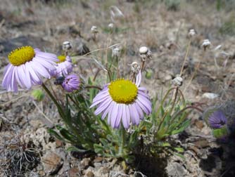 Purple cushion daisy wildflower picture