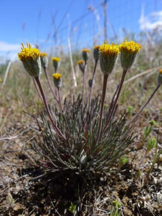 Scabland fleabane, Erigeron bloomeri