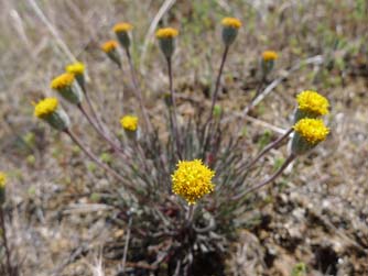 Picture of a yellow scabland fleabane flower or Erigeron bloomeri in June, near Ahtanum