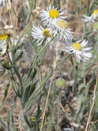 Picture of shaggy fleabane - Erigeron pumilus in July, near Sun Lakes