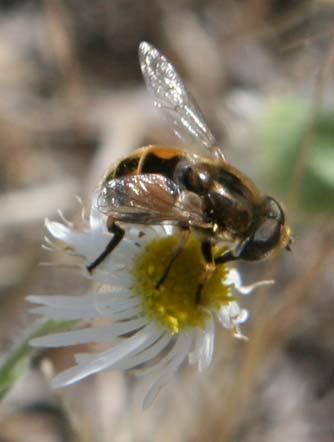 Shaggy fleabane flower with syrphid fly