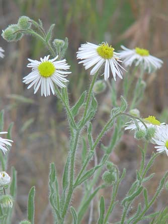 Picture of shaggy fleabane flowers and foliage - Erigeron pumilus in May, near Lake Roosevelt