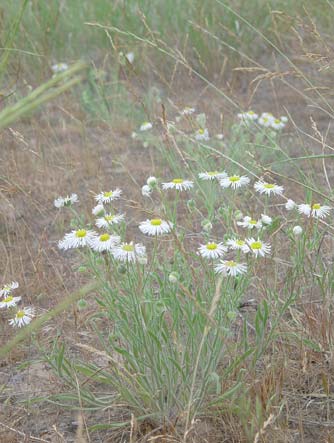 Shaggy fleabane flowers near Lake Lenore