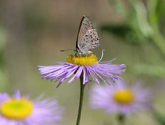 Splendid fleabane, Erigeron speciosus