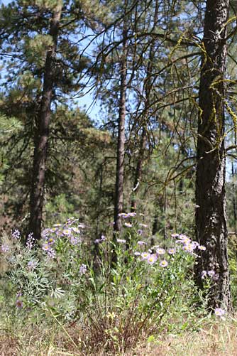 Splendid fleabane wildflowers in ponderosa pine forest