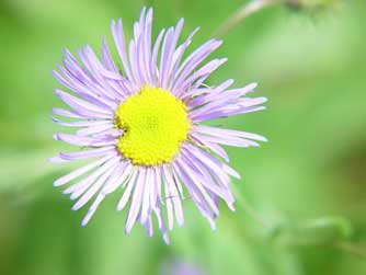 Splendid fleabane flower, also known as aspen fleabane or showy daisy