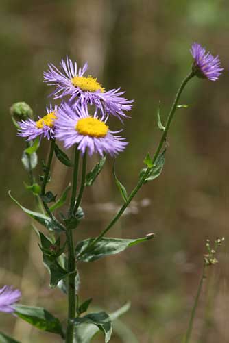 Splendid fleabane plant and flowers - Erigeron speciosus