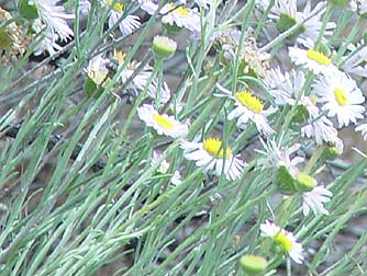 Threadleaf fleabane wildflower picture