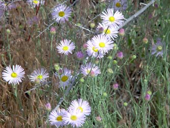 Threadleaf fleabane,Erigeron filifolius