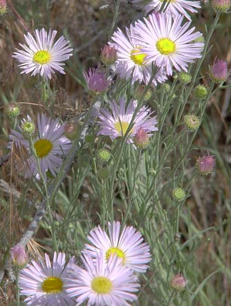 Threadleaf fleabane flower picture