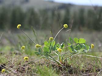 Picture of barestem lomatium with yellow ball flowers