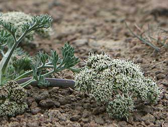 Picture of Canby's desert parsley also known as Canby's biscuitroot, or Lomatium canbyi