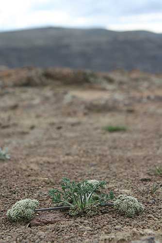 Picture of Canby's desert parsley  or Lomatium canbyi