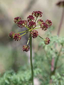 Picture of fern-leaved desert parsley with purple flowers