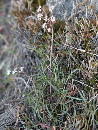 Picture of Gorman's biscuitroot, also known as salt and pepper, Gorman's desert parsley, Gorman's lomatium or Lomatium gormanii