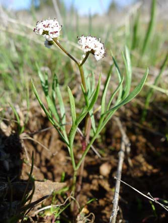 Picture of Gorman's biscuitroot, also known as salt and pepper, Gorman's desert parsley, Gorman's lomatium or Lomatium gormanii