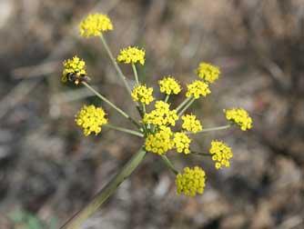 Gray's biscuitroot flower picture - Lomatium grayi