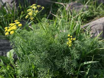 Gray's biscuitroot plant picture -  Lomatium grayi