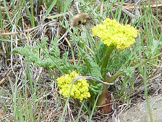 Picture of Gray's biscuitroot in spring
