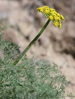 Gray's biscuitroot picture -  Lomatium grayi