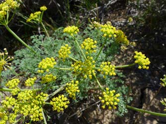 Picture of Gray's biscuitroot with yellow flower and finely divided leaves