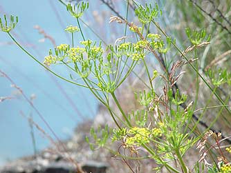 Great Basin Desert Parsley flower picture