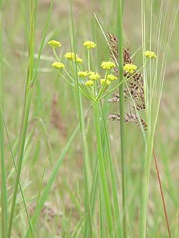Picture of great basin desert parsley - Lomatium simplex