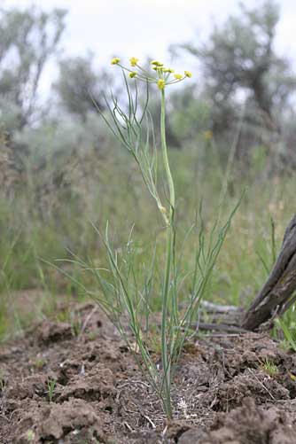Picture of Great Basin desert parsley with yellow flowers