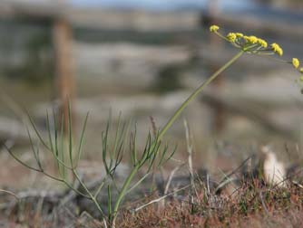 Picture of great basin desert parsley - Lomatium simplex