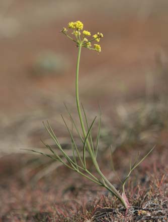 Picture of great basin desert parsley - Lomatium simplex