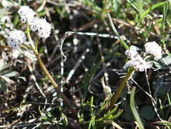Picture of Indian biscuitroot, also known as salt and pepper, Piper's desert parsley, Piper's lomatium or Lomatium piperi