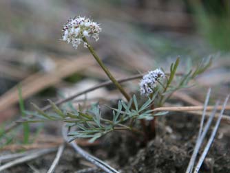 Picture of Indian biscuitroot, also known as salt and pepper, Piper's desert parsley, Piper's lomatium or Lomatium piperi