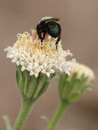 Douglas dustymaiden with andrena bee