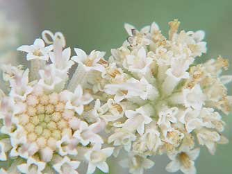 Douglas dustymaiden wildflowers