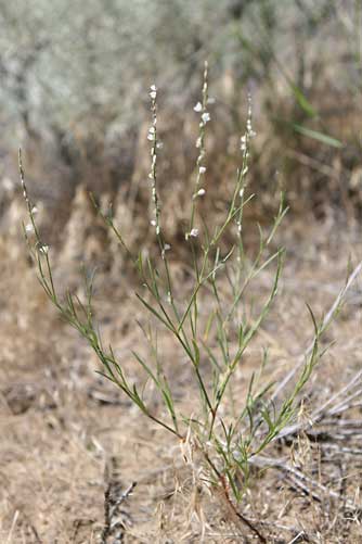 Doulas' knotweed