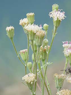 Douglas Dustymaiden flower pictures