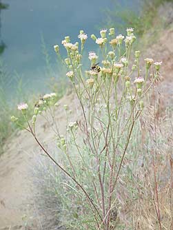 Picture of dustymaiden wildflowers in June - Chaenactis douglasii