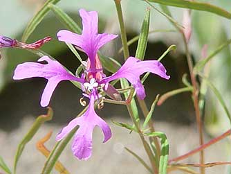 Elkhorn clarkia flower picture