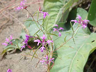 Picture of elkhorn clarkia in bloom