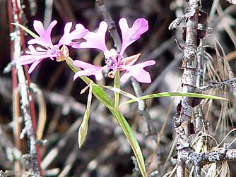 Elkhorn clarkia wildflower picture - Clarkia pulchella