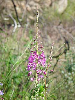 Fireweed picture