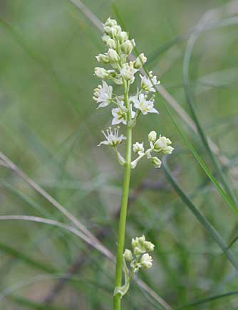 Death camas flower picture