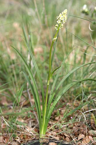 Foothills death camas plant in Oak Creek Wildlife Area, Bear Canyon