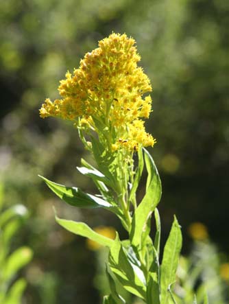 Goldenrod flower and leaves