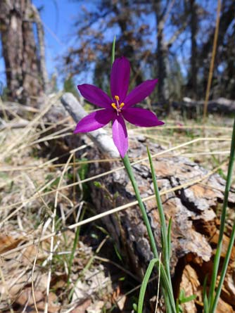 Grass widow or purple-eyed grass at Klickitat Wildlife Area, April